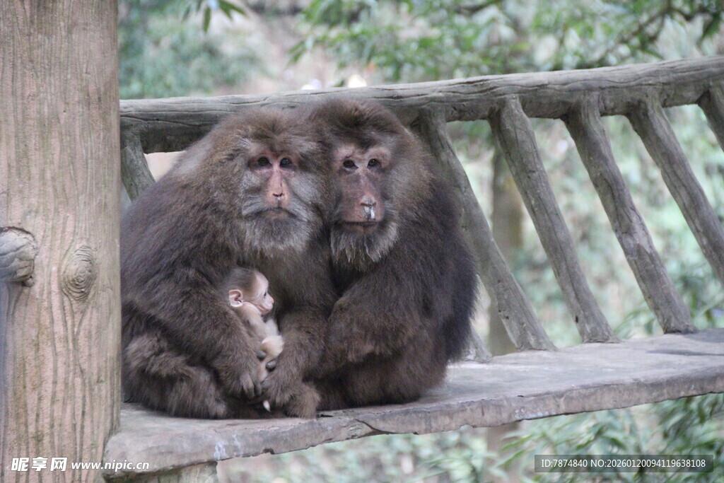 猴妈妈与小猴坐于木架上
