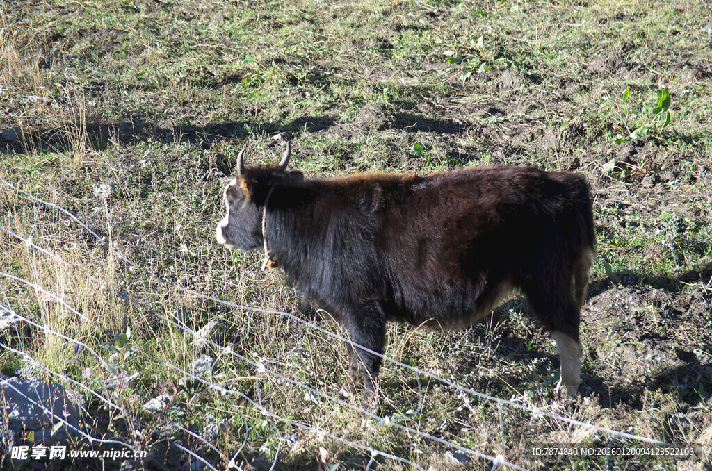 田野中的黑色小牛