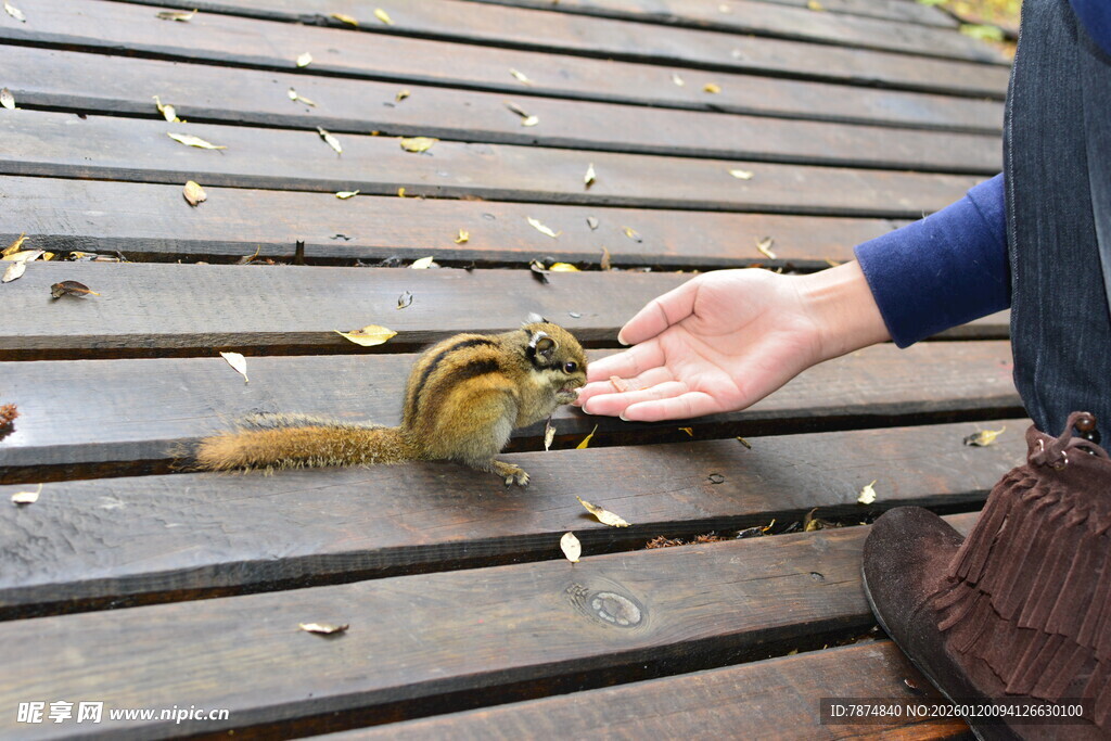 手喂松鼠的温馨瞬间