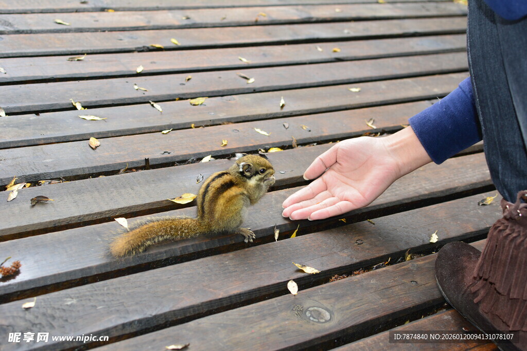 人与松鼠亲密互动瞬间