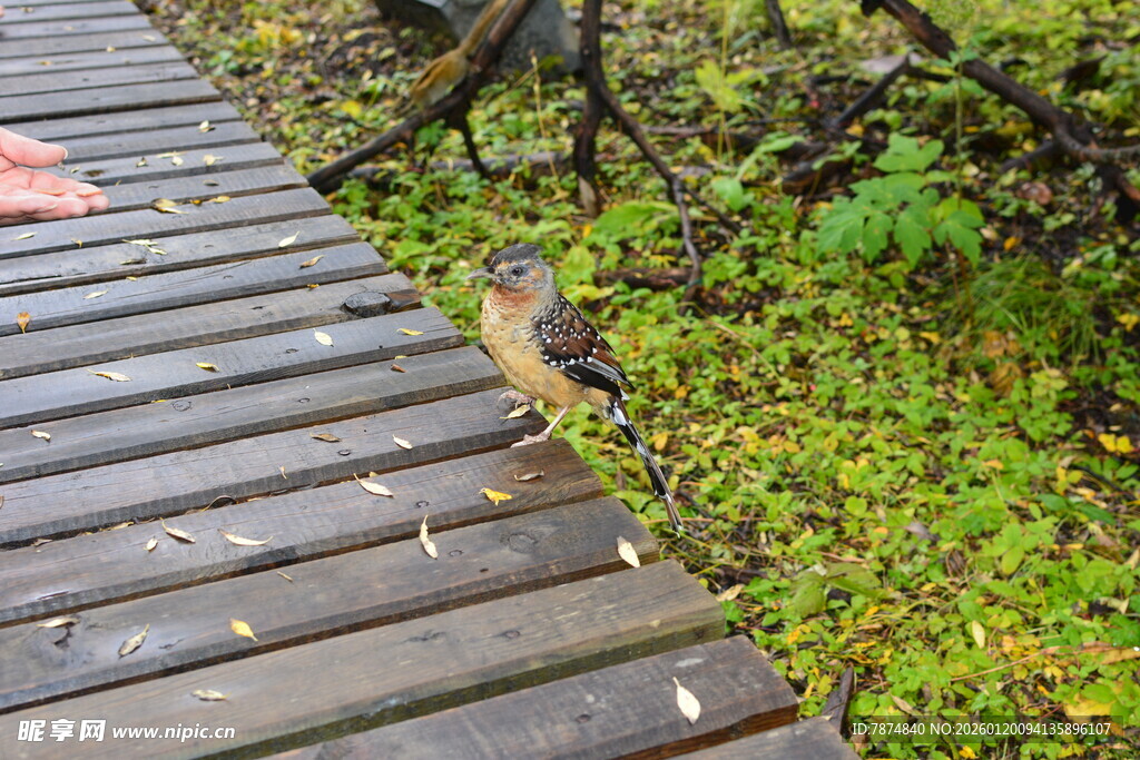 木板路上的小鸟