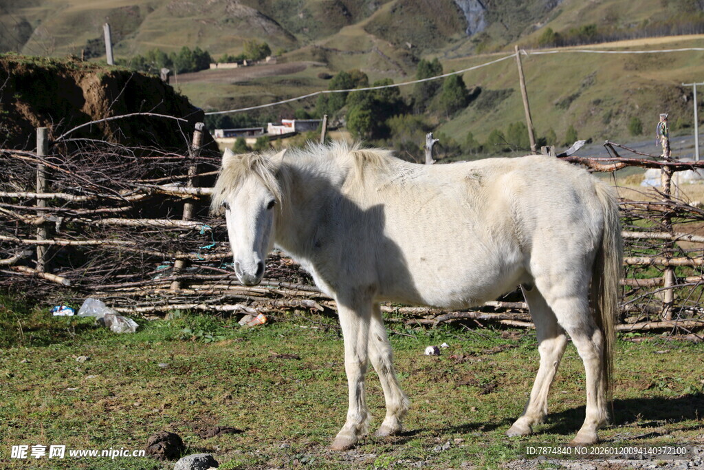 草原上的白马