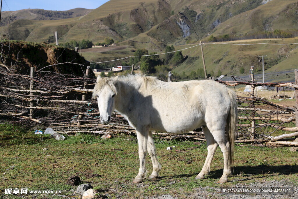 草原上的白马与小狗