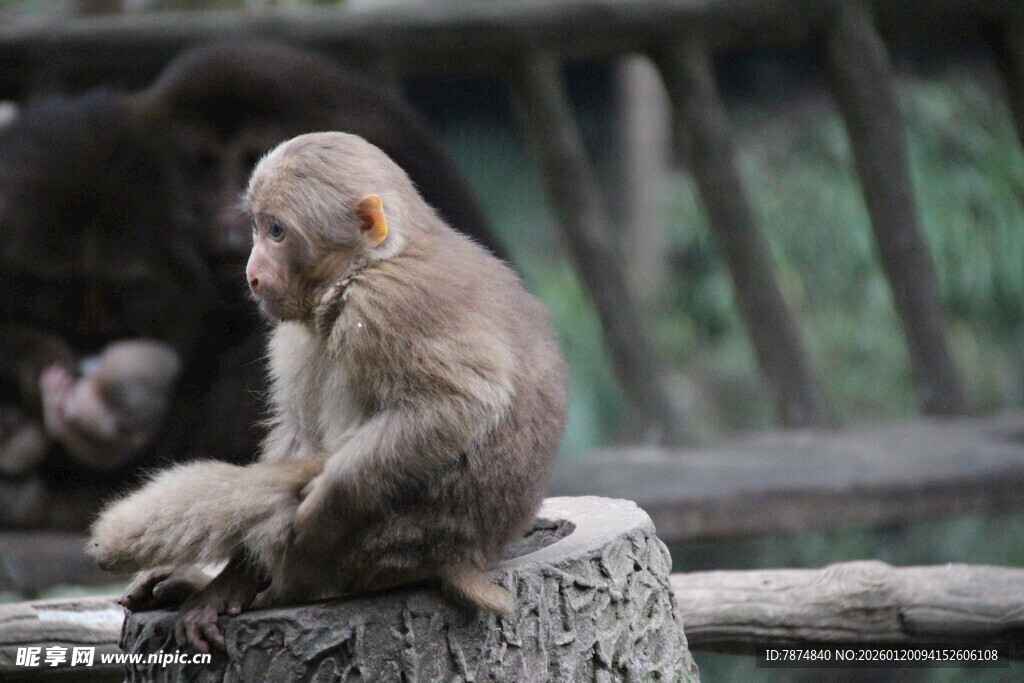 石墩上的小猴子