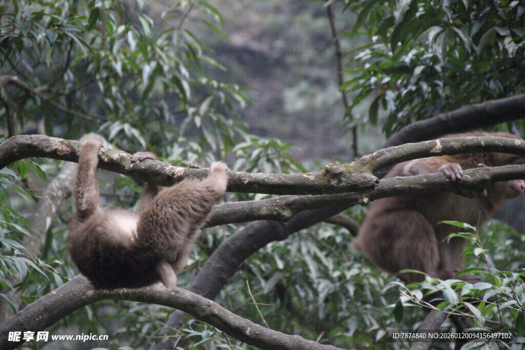树枝上的几只猴子