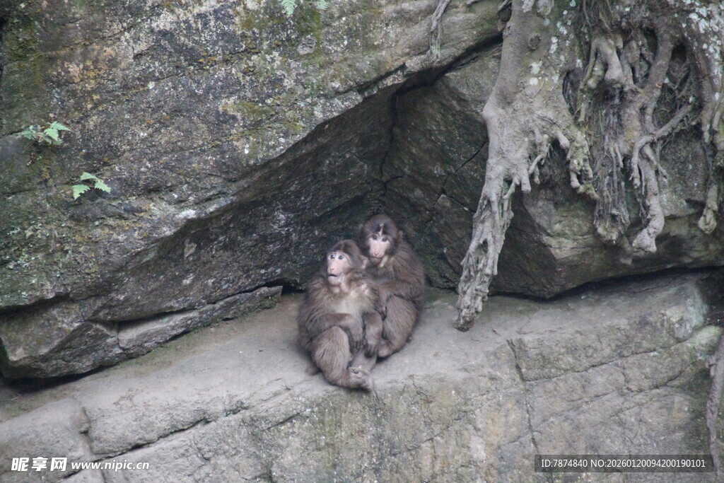 岩石下的两只猴子