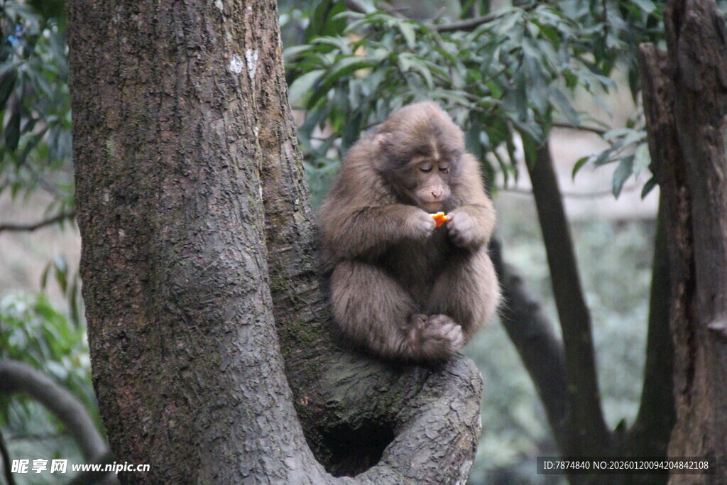 树杈上休憩的猴子