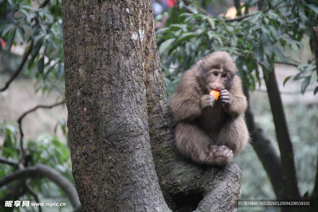 树上小猴惬意进食