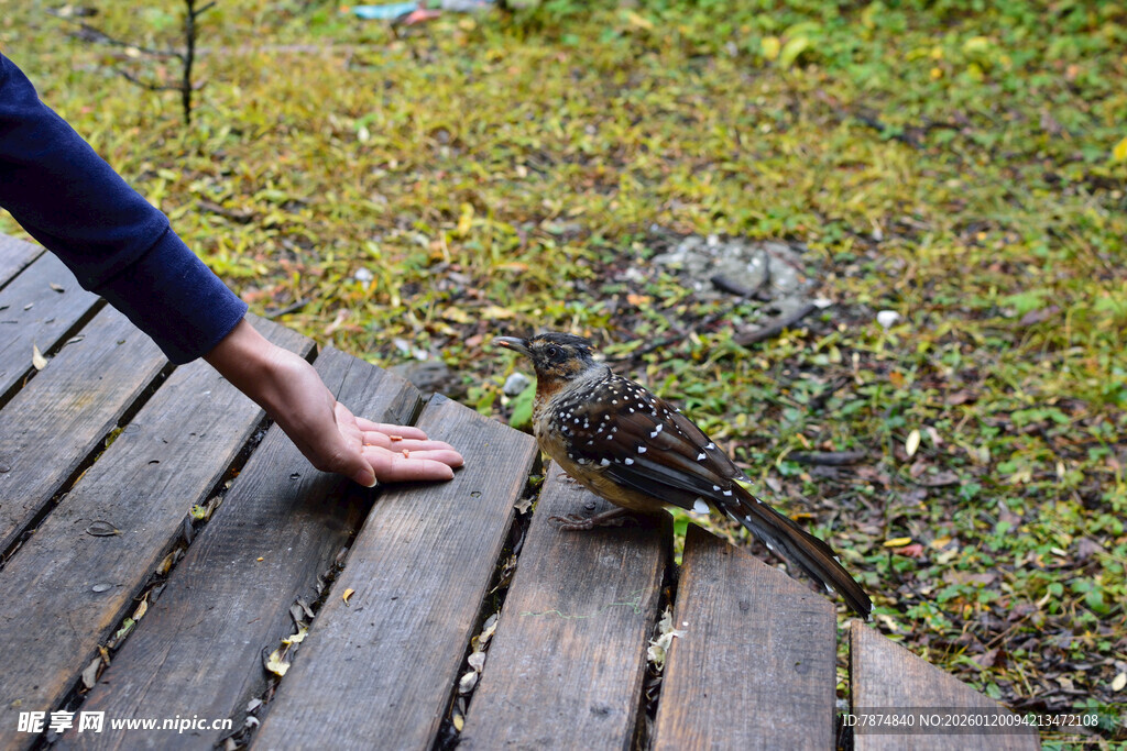 伸手逗弄木板上的小鸟