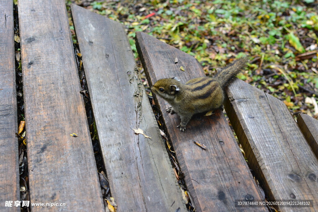 木栈道上的松鼠