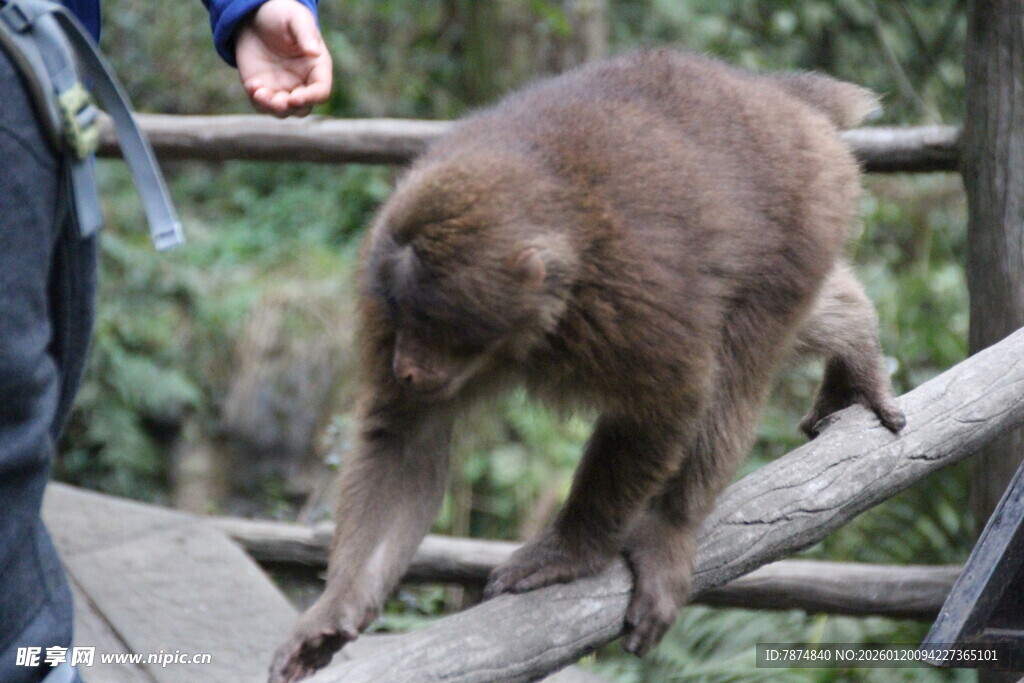 猴子抓木棍与人互动