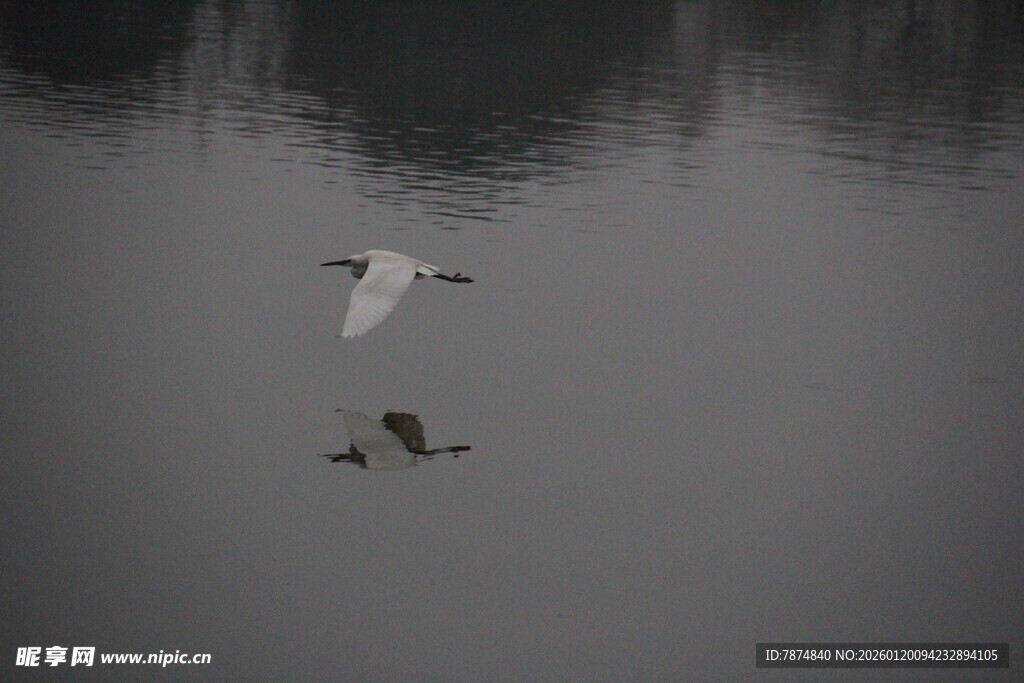 水面上飞翔的白鸟与游禽