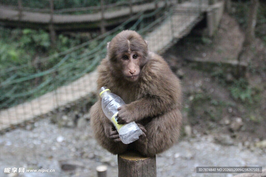 猴子手持物品坐于石上