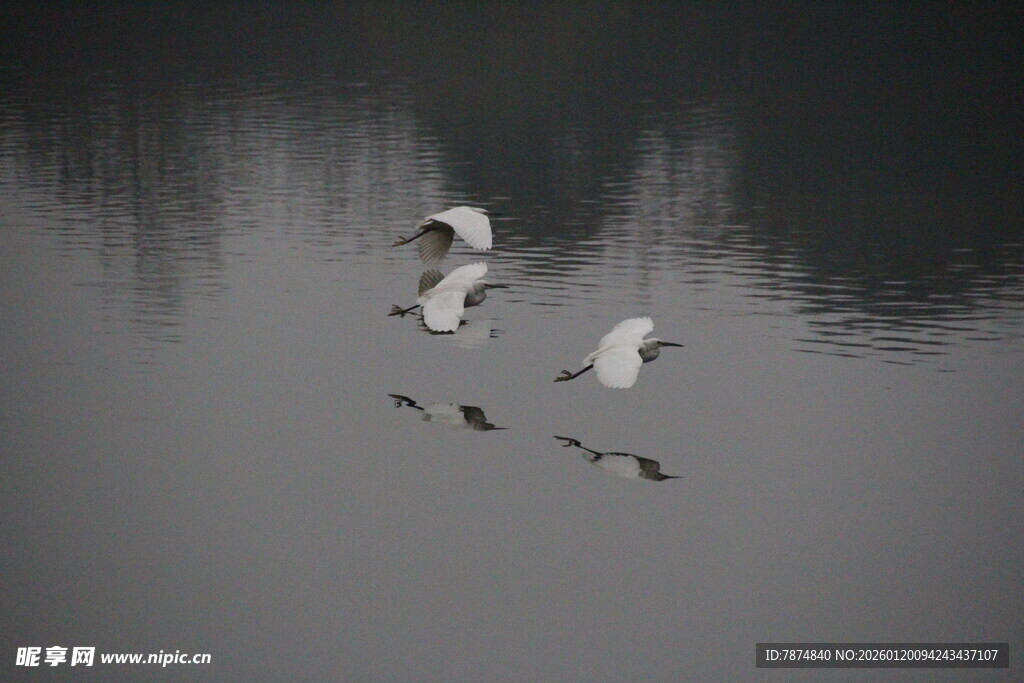 白鹭于水面翩然飞翔