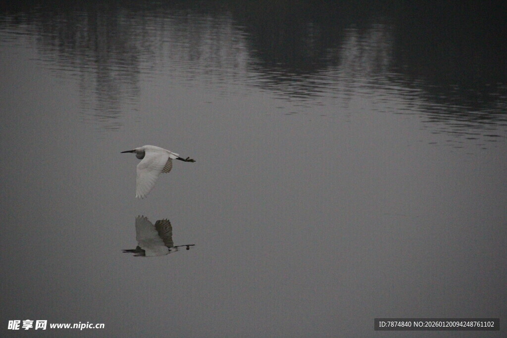 水面飞鸟倒影静谧画面