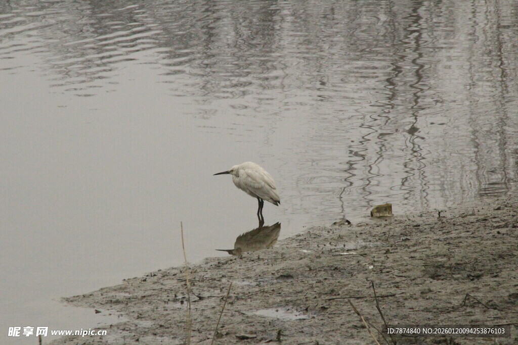 水边白鹭独立