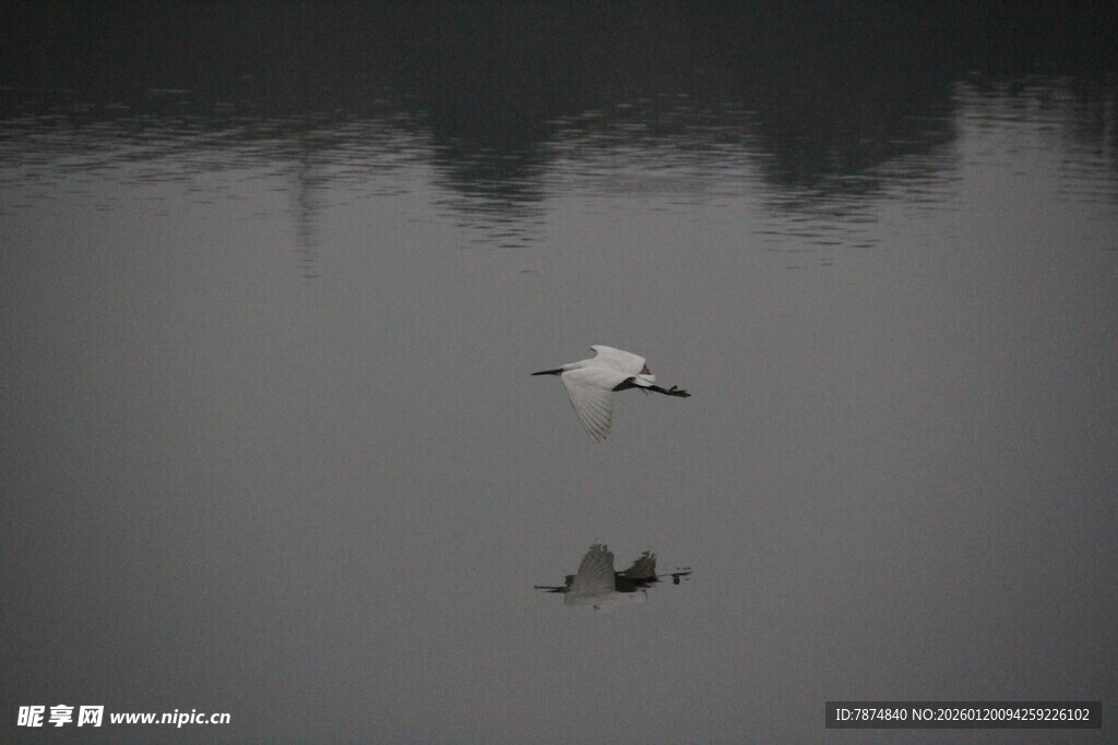 水面上的两只飞鸟