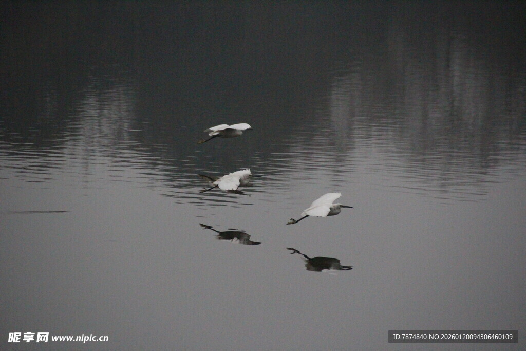 水面飞鸟的静谧瞬间