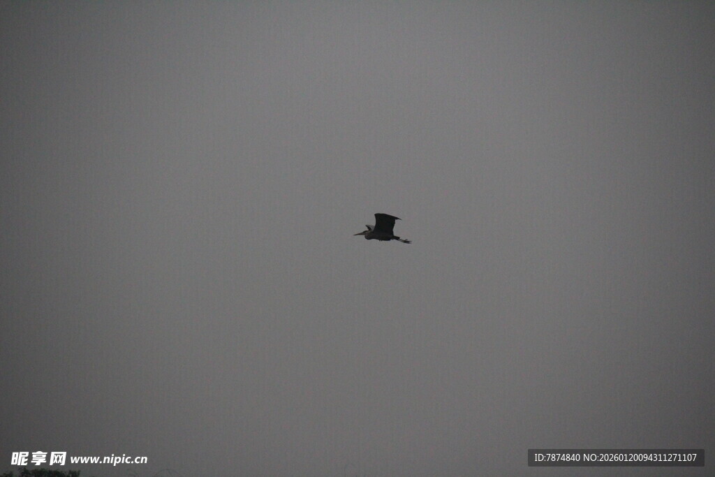 天空中飞翔的孤独小鸟