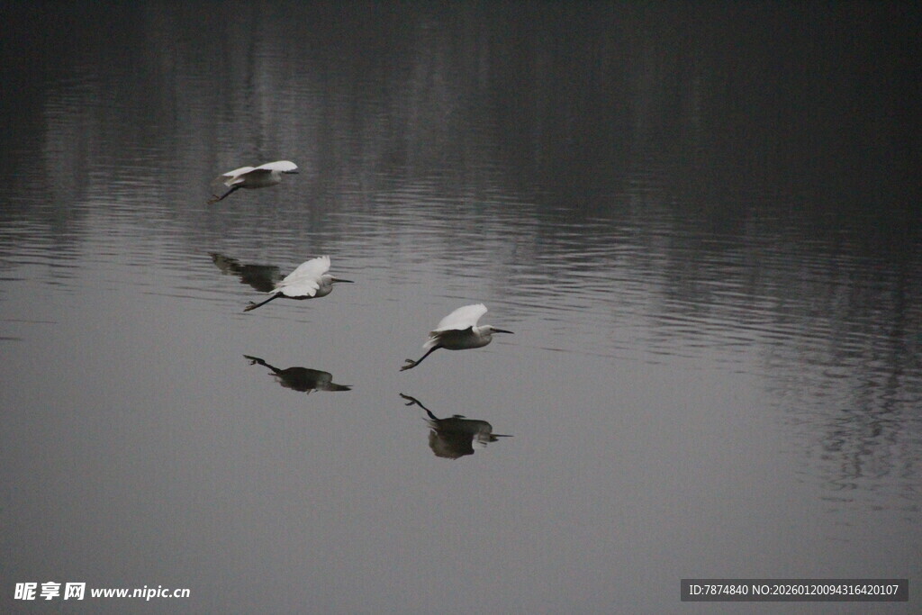 水面飞鸟倒影静谧景象