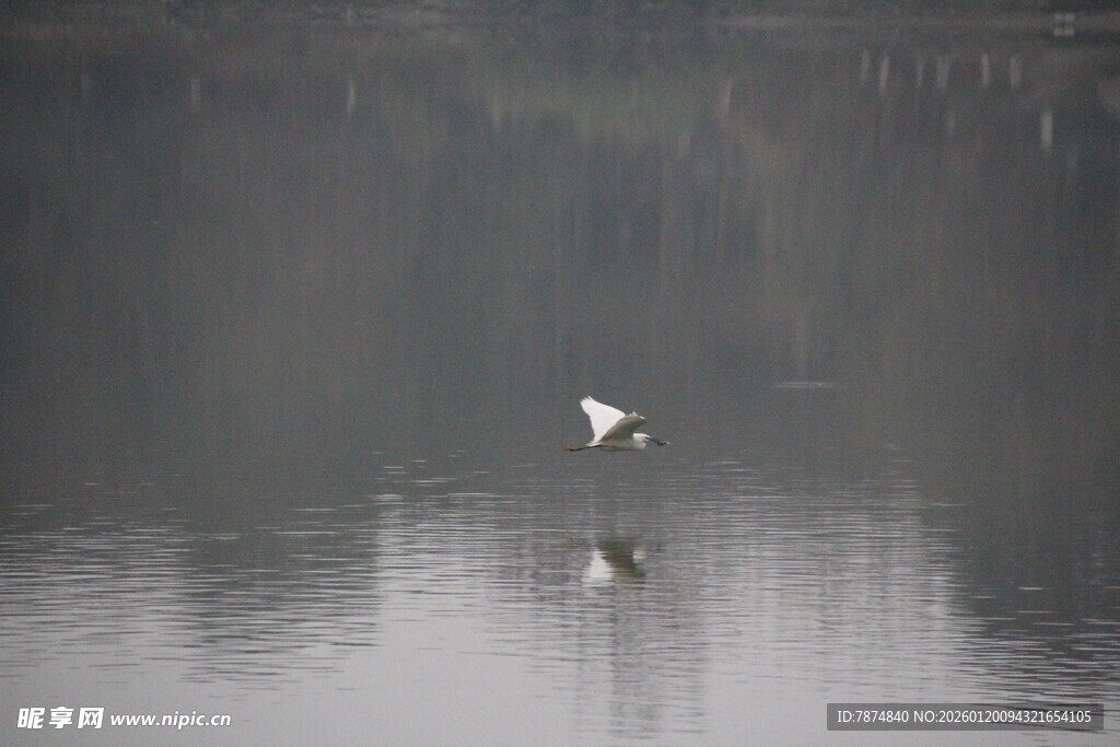 水面上飞翔的白色鸟儿
