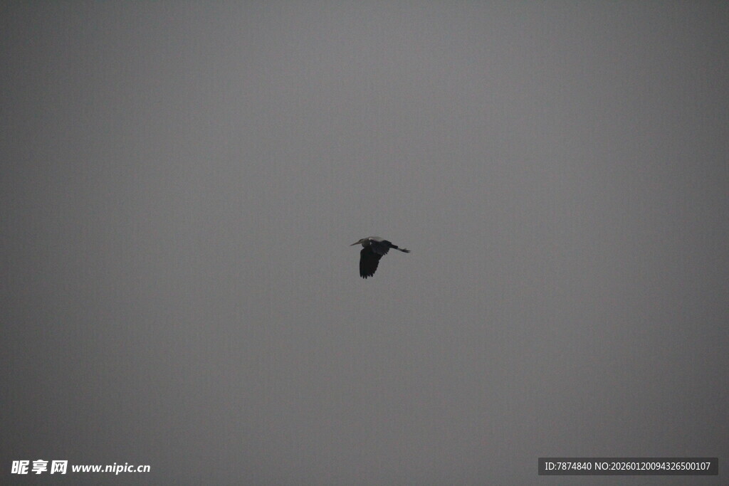 孤鸟于灰蒙天空中翱翔