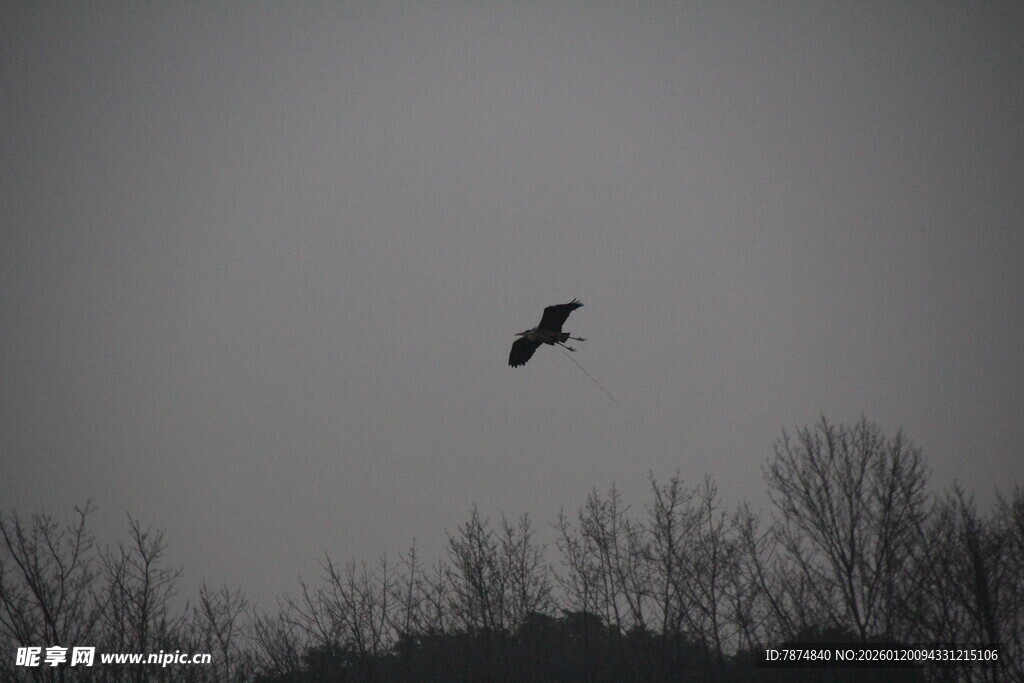 天空中翱翔的孤独飞鸟