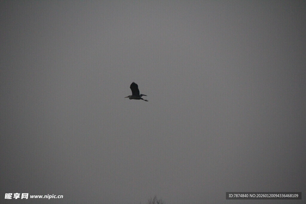 孤鸟翱翔于灰蒙天空