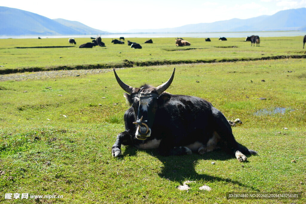 草原上休憩的黑牦牛