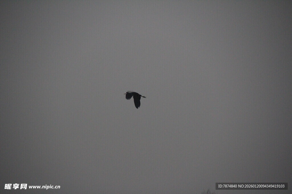 天空中飞翔的孤独鸟儿