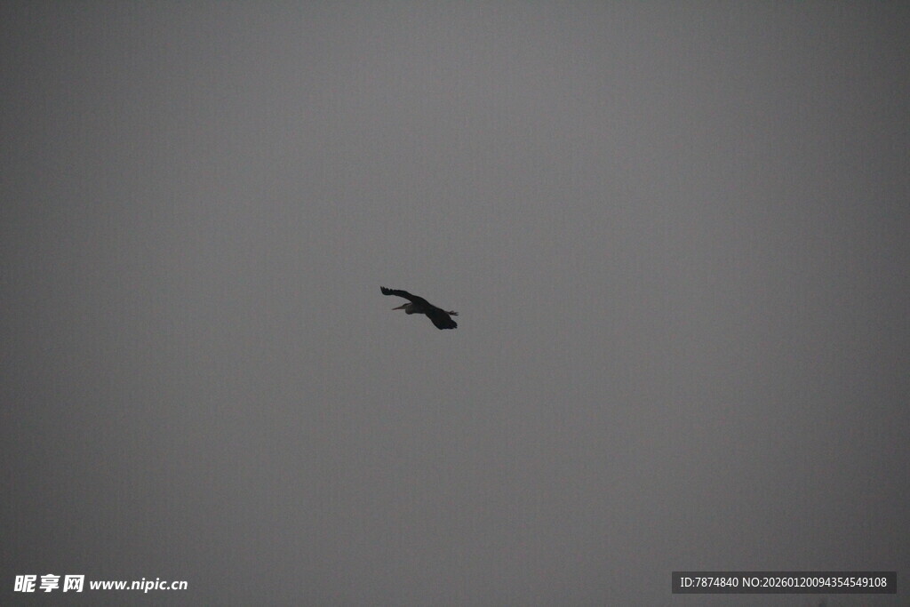 天空中翱翔的孤独飞鸟