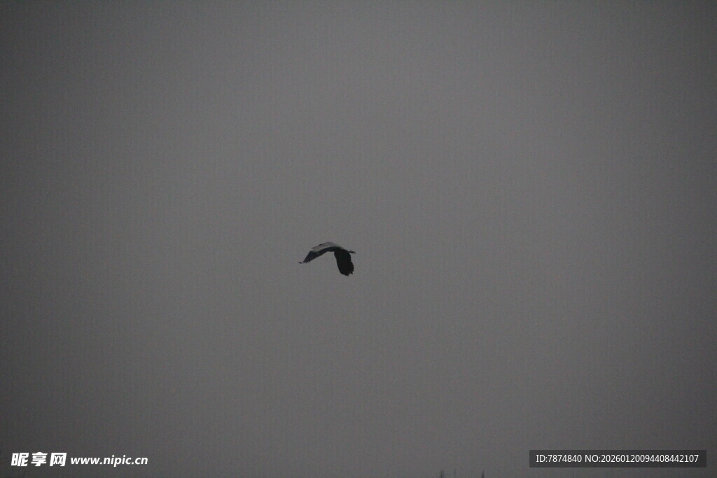 天空中飞翔的黑色鸟儿