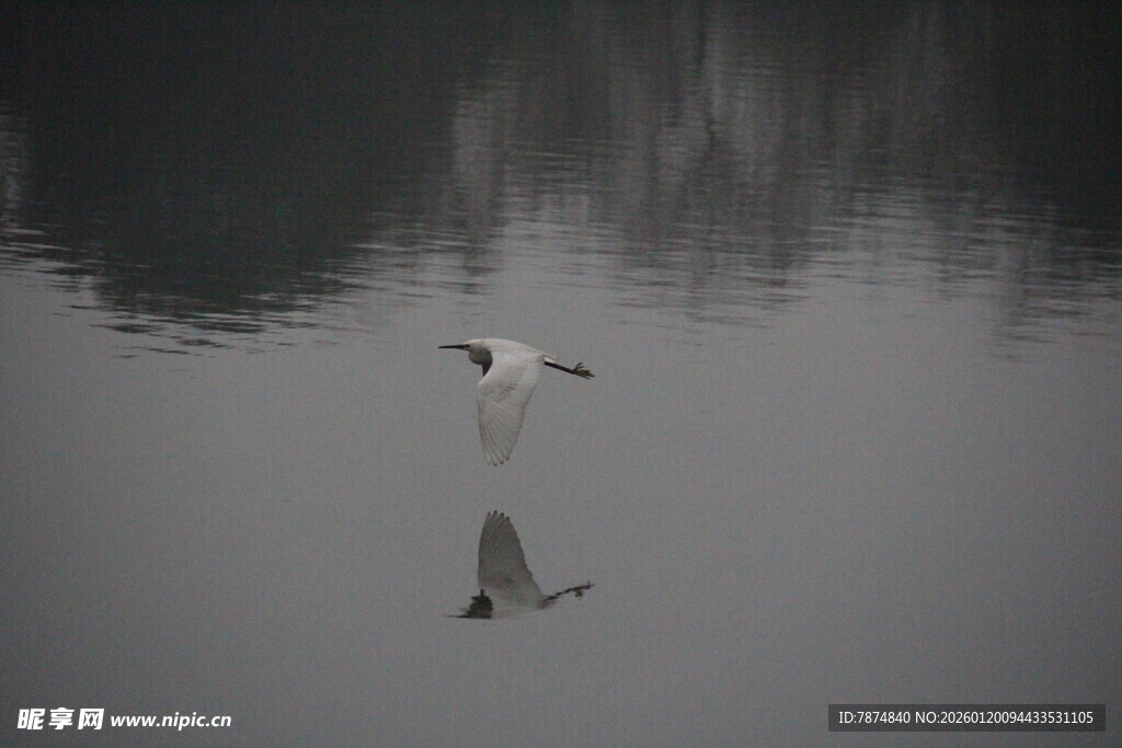 水面飞鸟倒影静谧景象