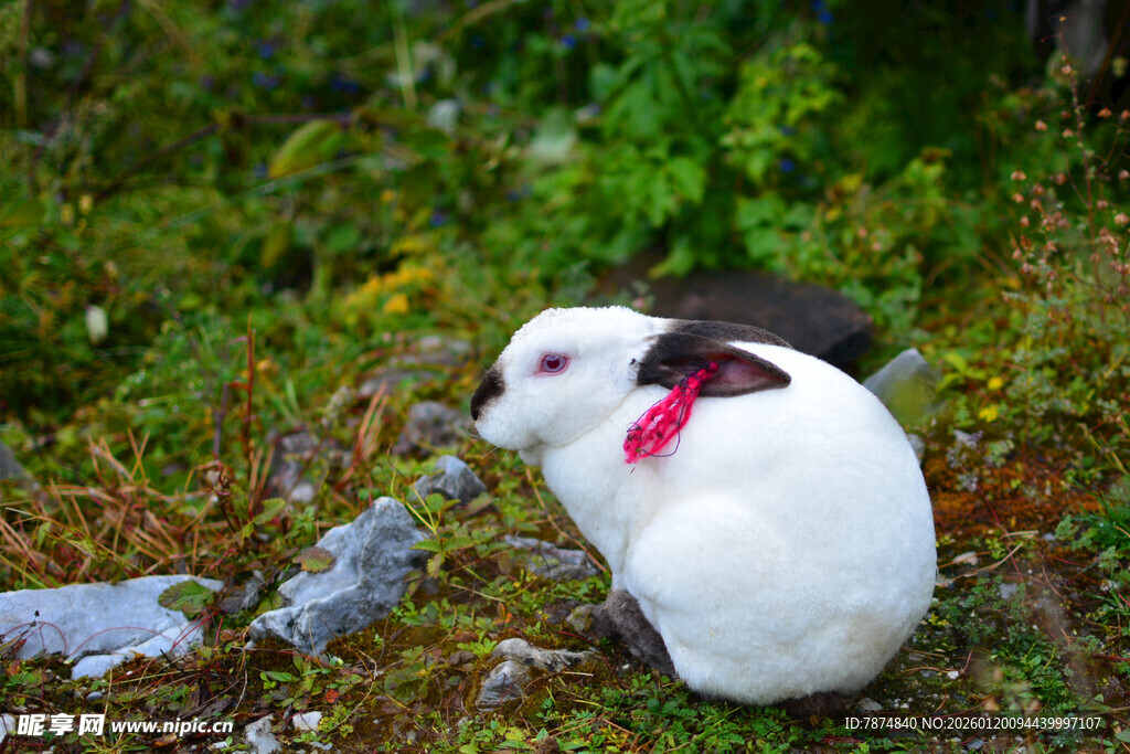脖颈带红环的白兔