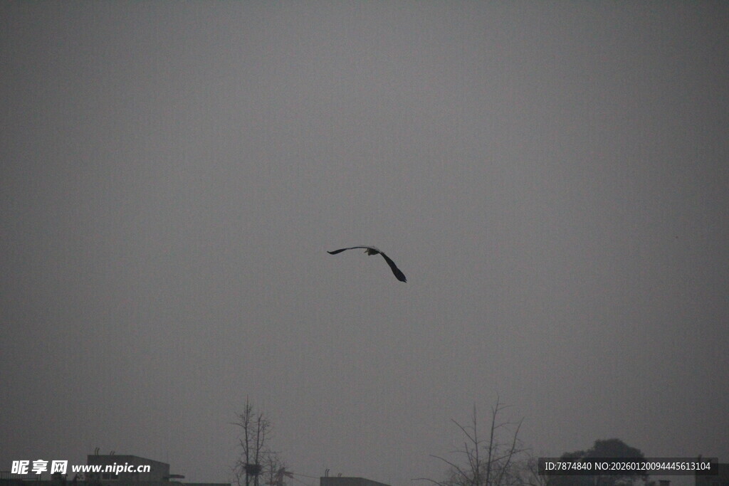 灰天中飞鸟翱翔