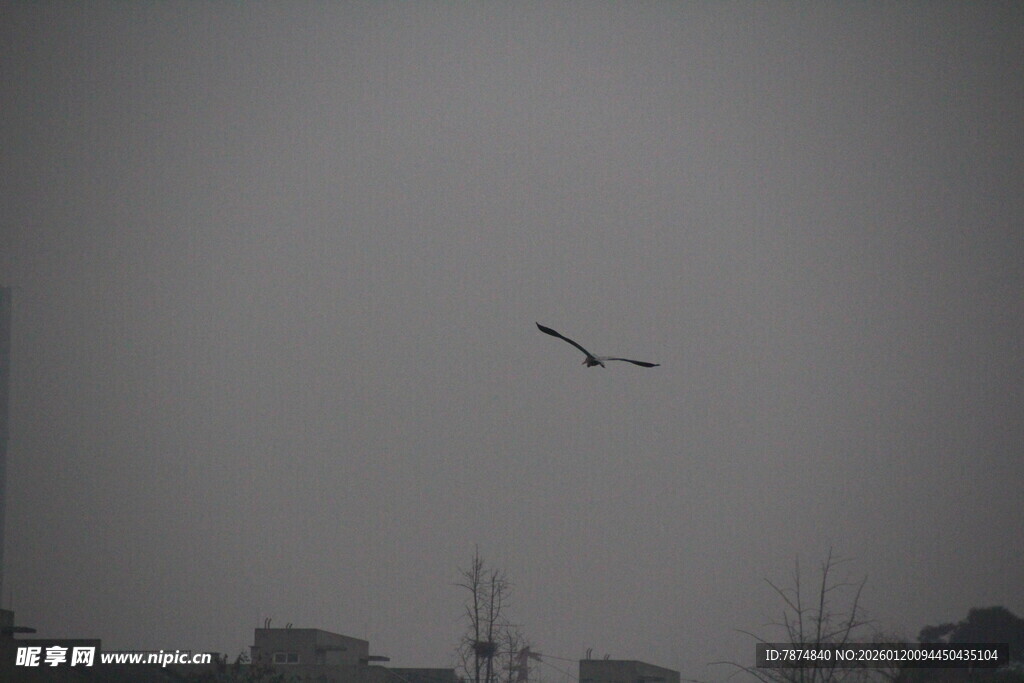 灰天中飞鸟翱翔