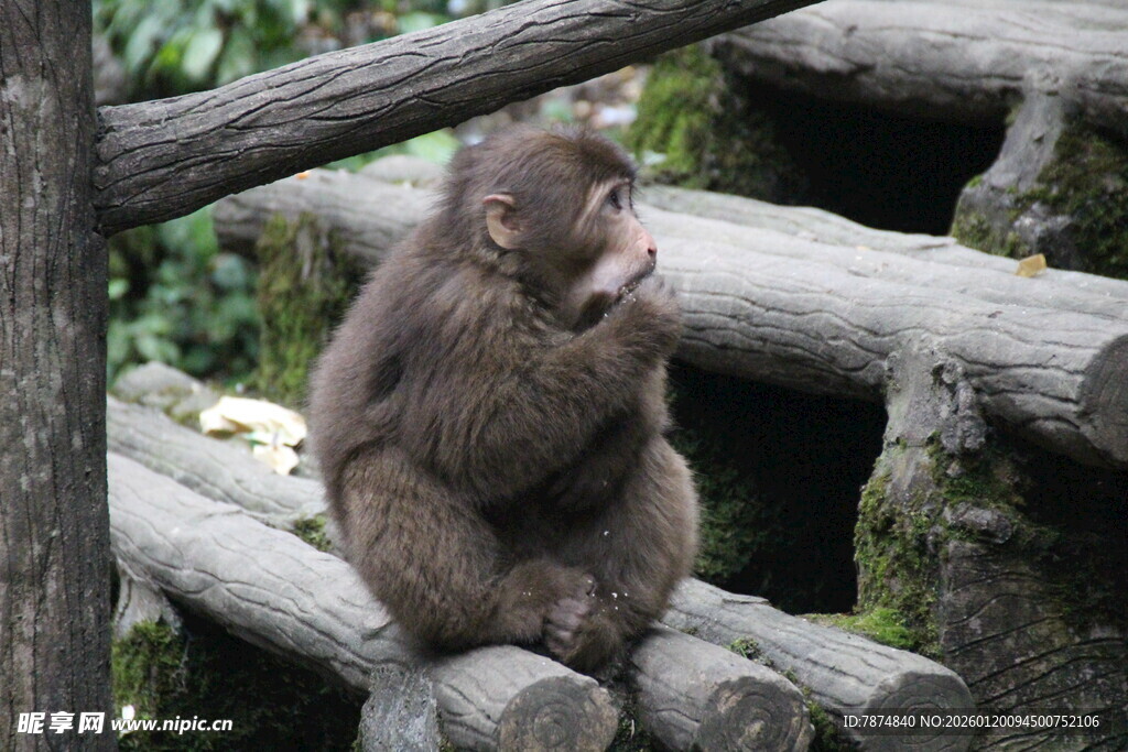 独坐木上的可爱小猴子