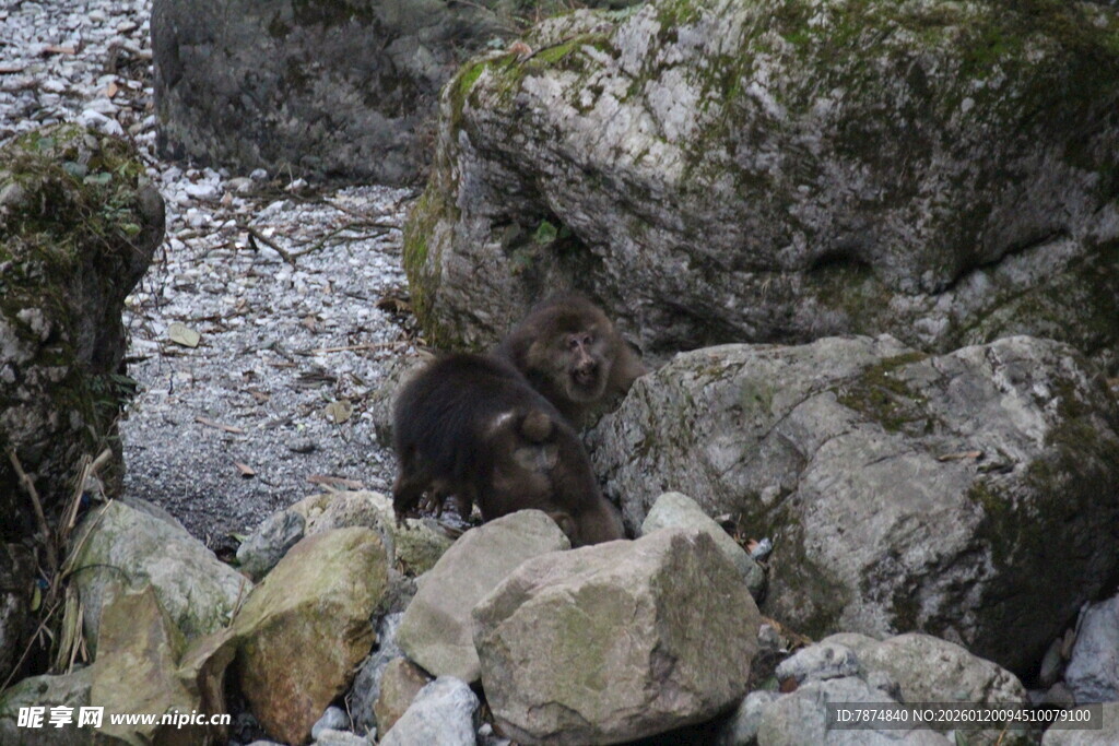岩石间的神秘黑色小动物