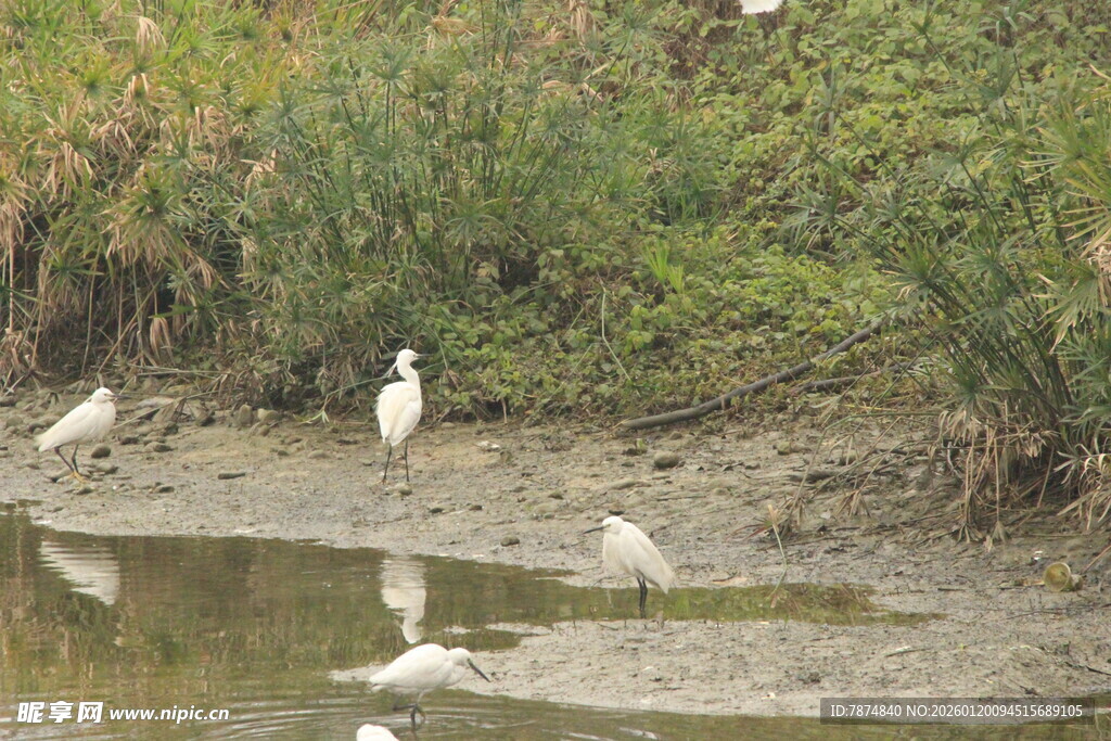 水边白鹭栖息景象