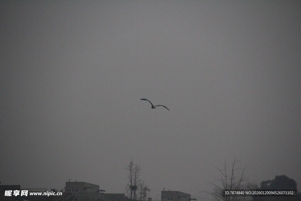 灰天飞鸟下的城市景象