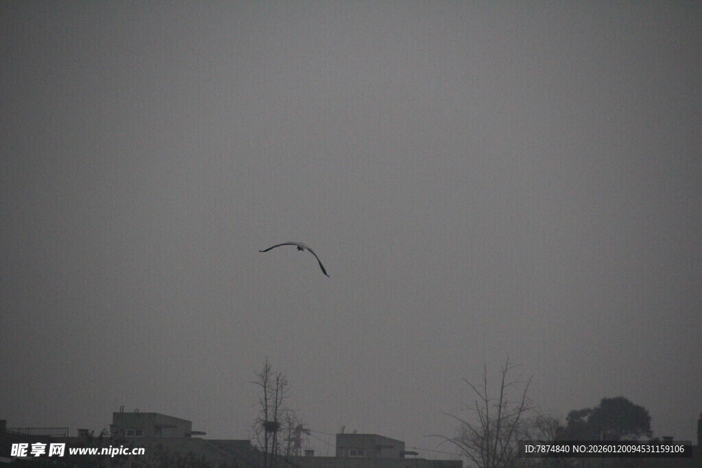 天空中飞翔的鸟儿