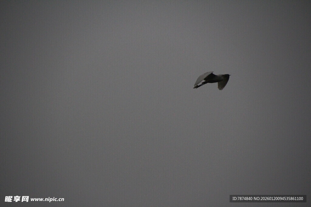 天空中飞翔的黑色鸟儿