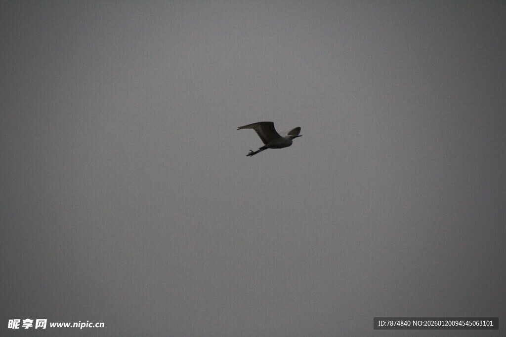 孤鸟翱翔于灰蒙天空