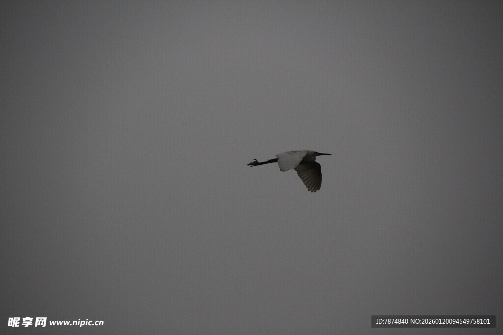 天空中飞翔的一只鸟