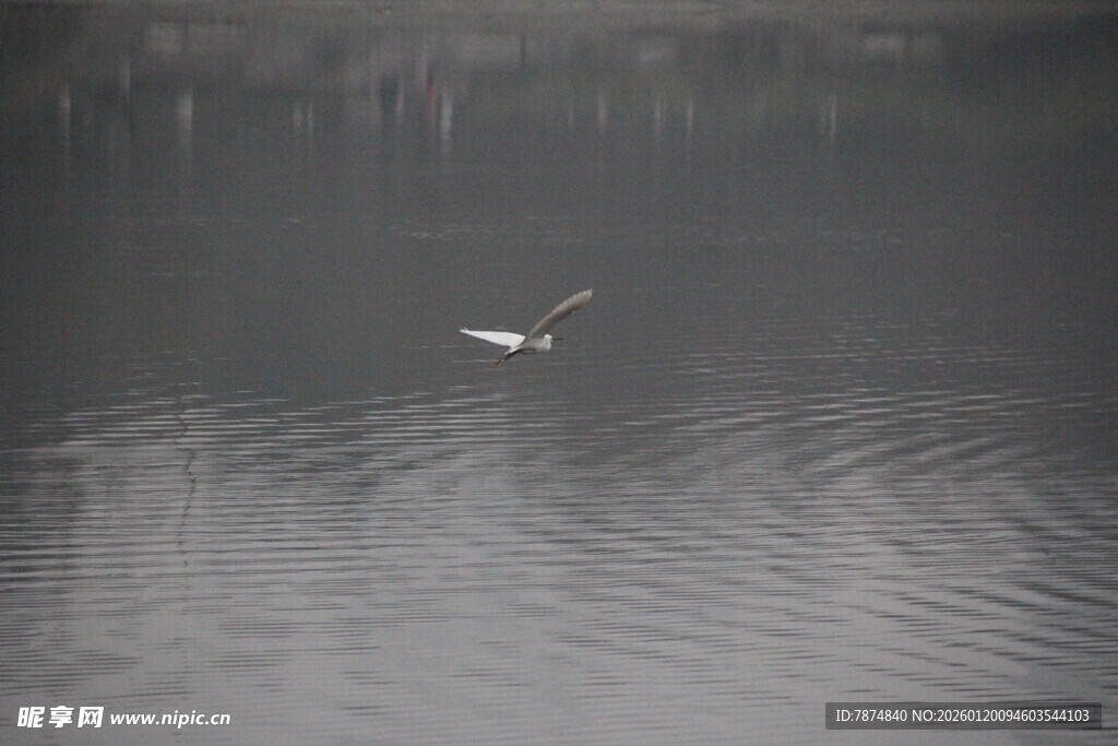 水面飞鸟泛起层层涟漪