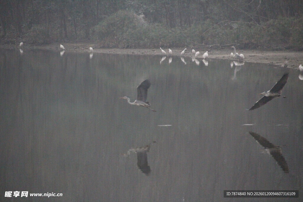 水面飞鸟与游鱼的景致