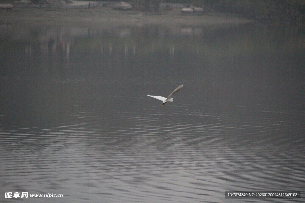 湖面上飞翔的白色鸟儿