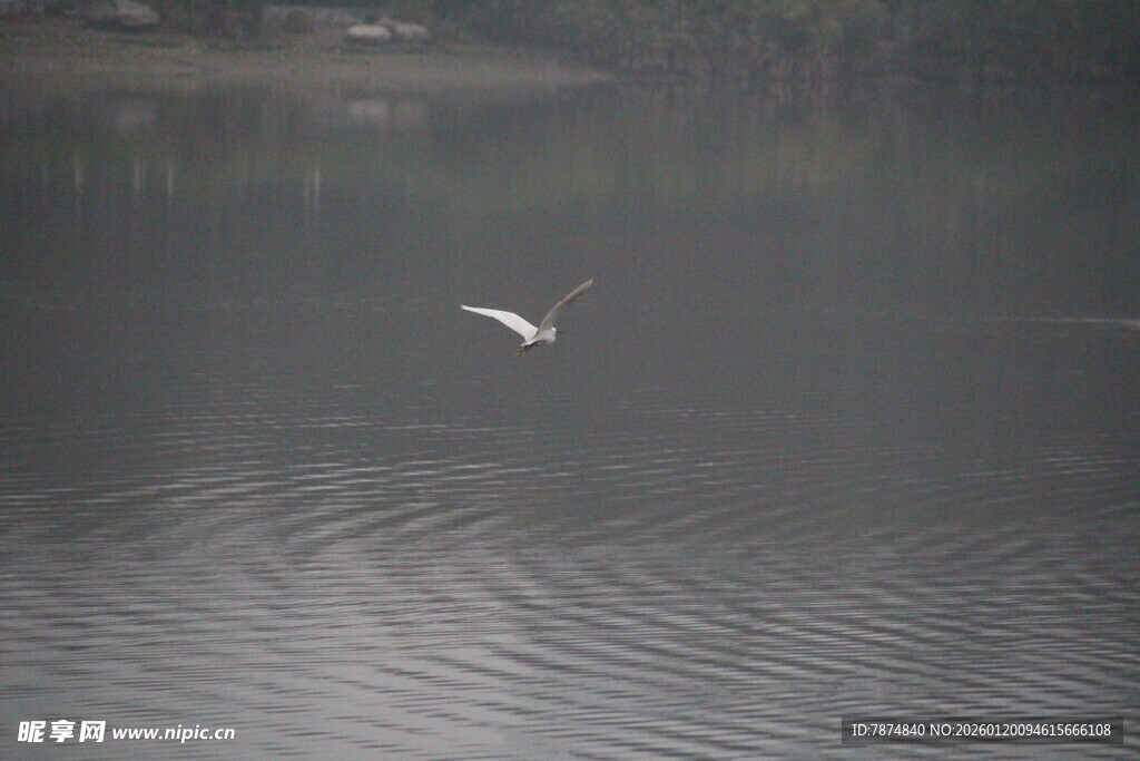 白鹭掠水 湖面泛起涟漪