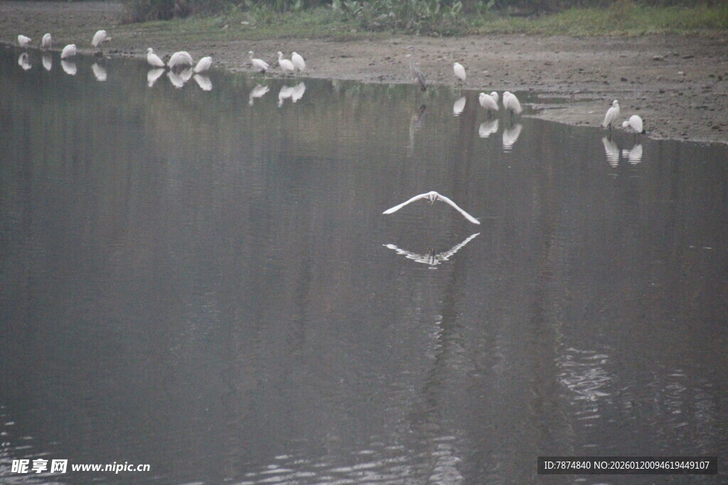 水面白鹭群飞的自然景象