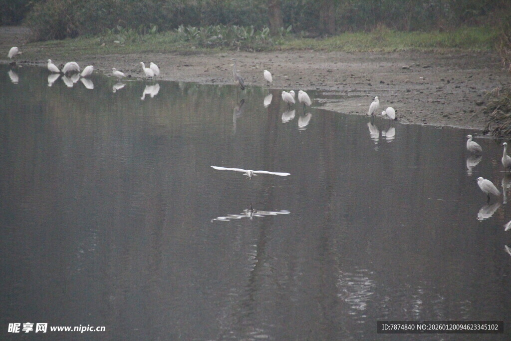 河岸白鹭群 悠然水中景